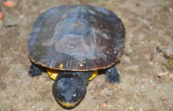 Nova espécie de tartaruga de água doce é descoberta por pesquisador em Juruti, no oeste do Pará