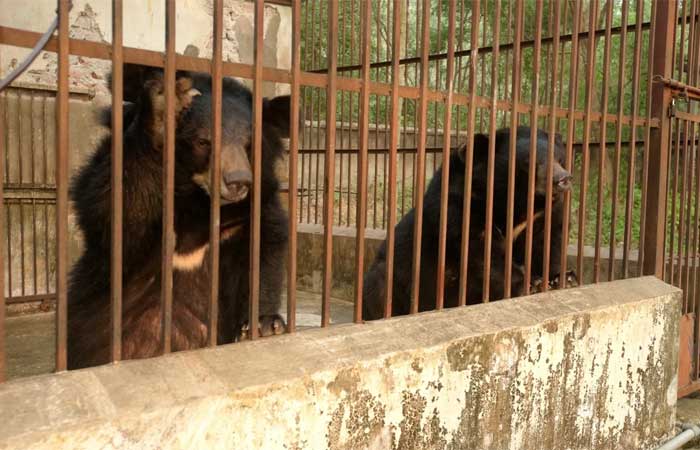 Mudança dos tempos: indústria de bile de urso está desaparecendo do Vietnã