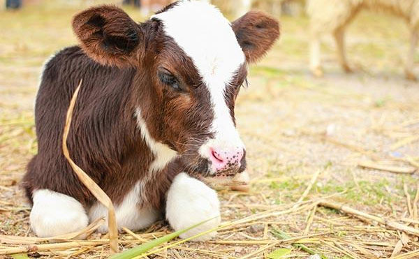 Por que você deve agora parar de comer carne de vitela