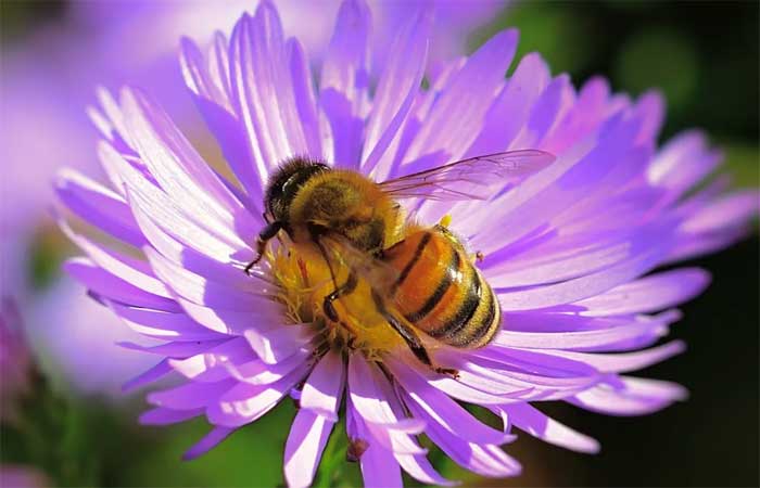Pequenos jardins em áreas urbanas podem salvar abelhas da extinção