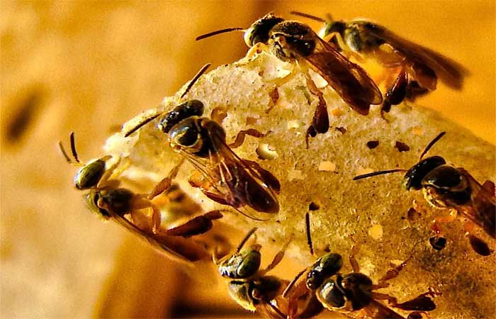 O imidacloprido pode prejudicar a polinização feita pelas abelhas e provocar danos à saúde das pessoas