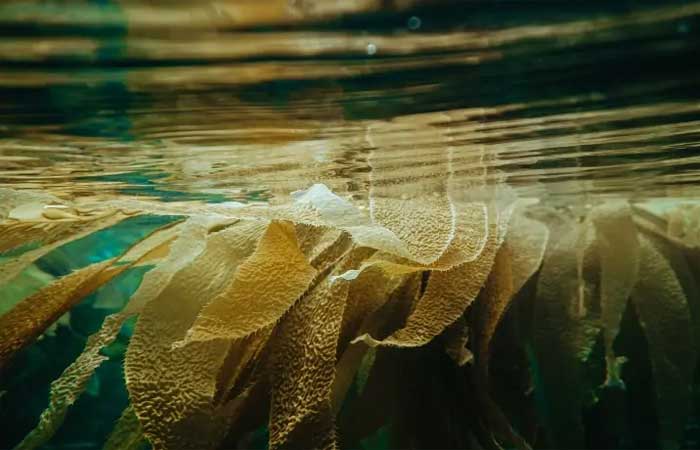 Kelp: algas marinhas têm grande poder nutricional e podem oferecer diversos benefícios