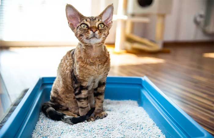 Ingrediente de areia para gatos pode ajudar a reduzir as emissões de metano