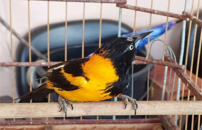 Fiscalização ambiental resgata mais de 200 aves em Alagoas