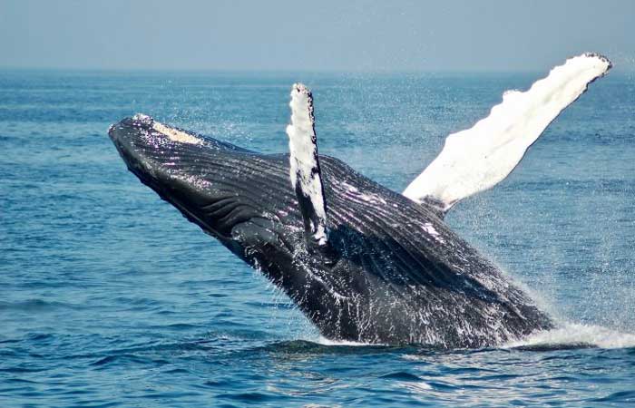 Recuperar populações de baleias ajuda a combater mudanças climáticas