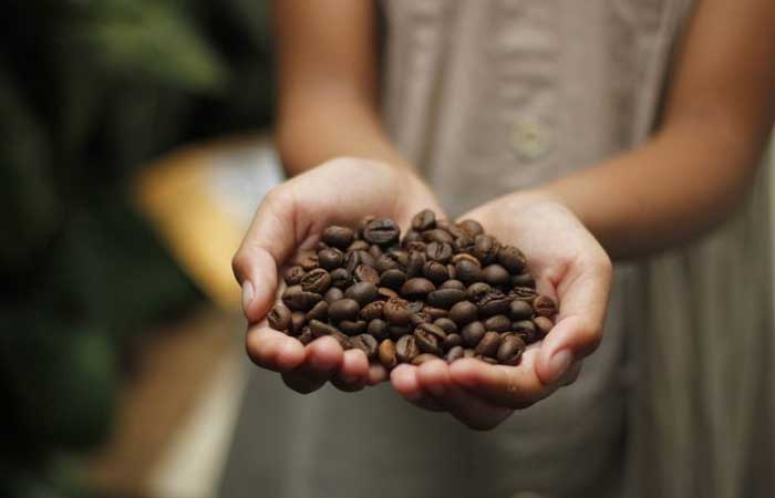 Mudanças climáticas ameaçam produção de café, abacate e caju