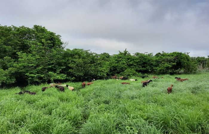 Novo modelo de Sistema de Integração Lavoura-Pecuária-Floresta beneficia Caatinga