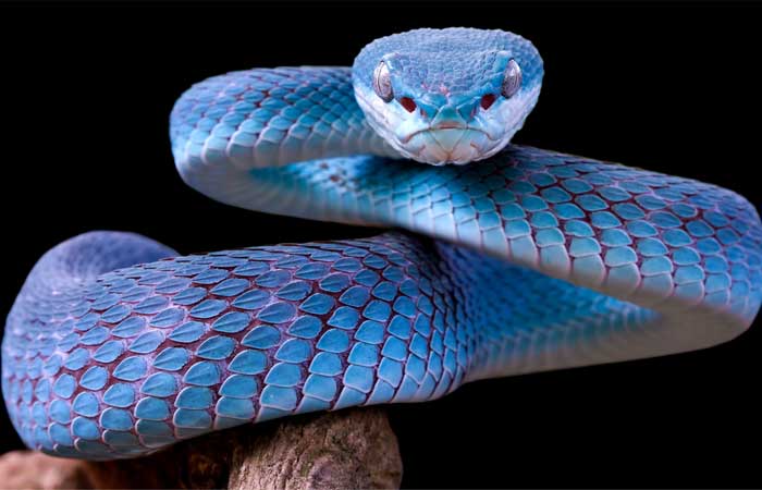 ‘Cobra de quatro patas’ não é cobra, mas um lagarto antigo, revela novo estudo