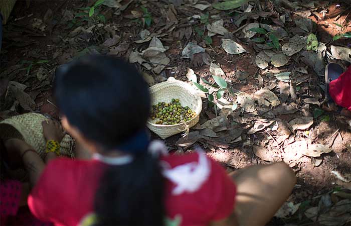 Mais de 500 coletores de sementes atuam na recuperação da Amazônia e do Cerrado