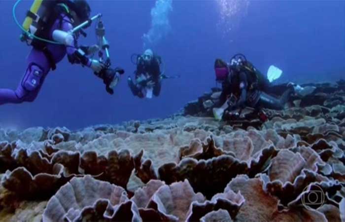 Expedição da Unesco descobre, no Taiti, um recife de corais em águas profundas