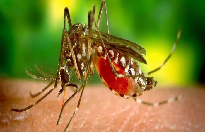 Estudo: mosquitos com vírus da dengue são mais agressivos e picam mais