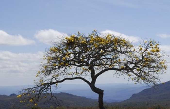 Ação integrada entre Minas e Espírito Santo protege mais de 200 espécies de fauna e flora
