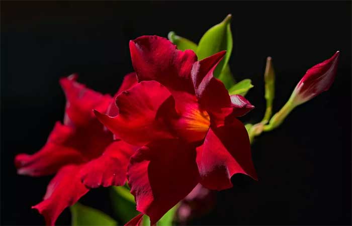 Mandevilla é uma trepadeira com floração ornamental perfeita para o verão