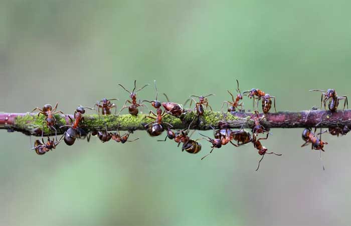 No Panamá, formigas “curam” machucados de árvores em 24 horas
