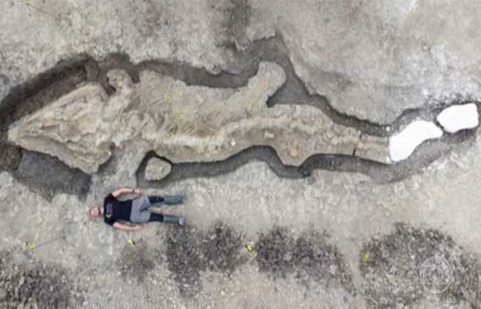 Pesquisadores descobrem o fóssil de um animal pré-histórico de 10 metros