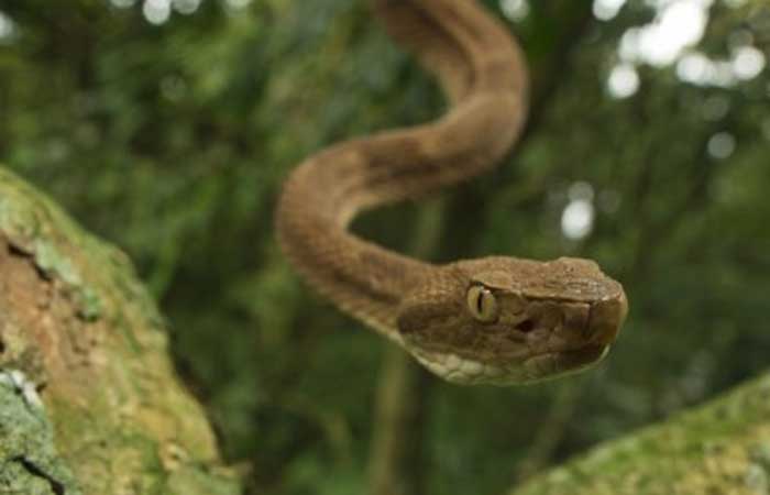Livro celebra cem anos da descrição da jararaca-ilhoa com alerta sobre conservação da serpente endêmica