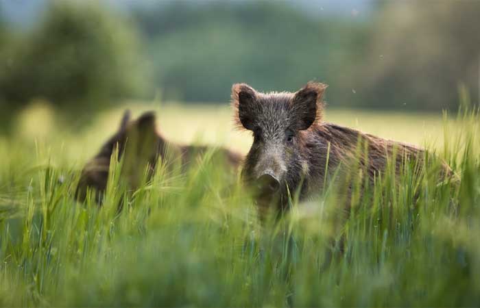 Peste suína em javalis preocupa indústria de suínos da Itália