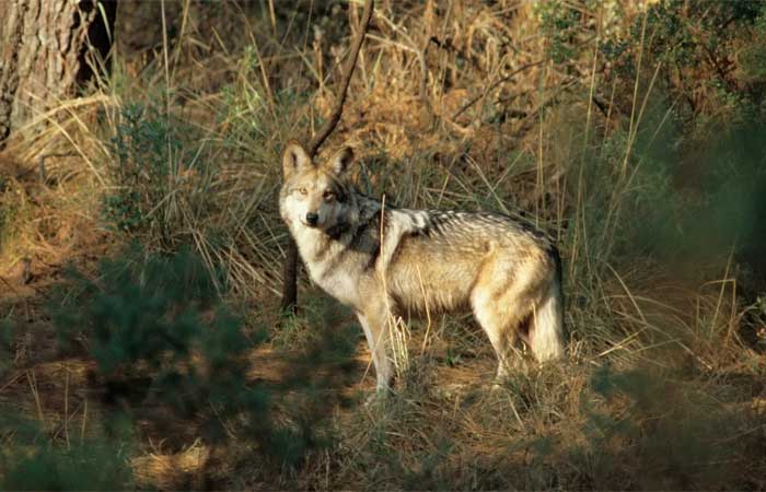 Lobo em extinção foi em busca de companheira, mas muro na fronteira EUA-México o impediu