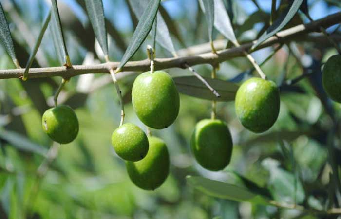 Embrapa promove curso on-line sobre produção integrada de oliveira