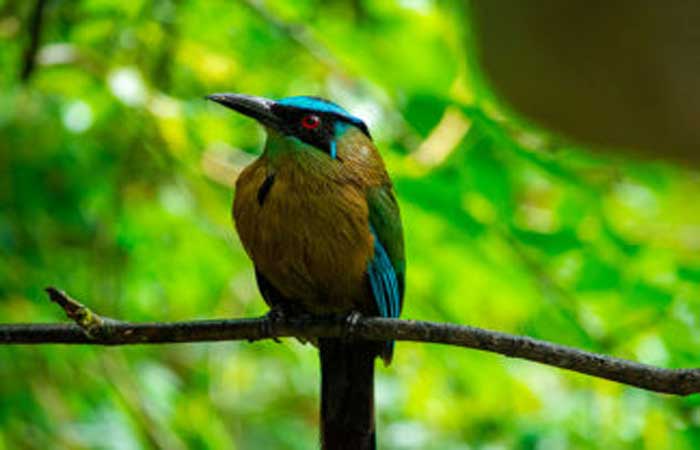 Pássaros da Amazônia perdem peso devido às mudanças climáticas