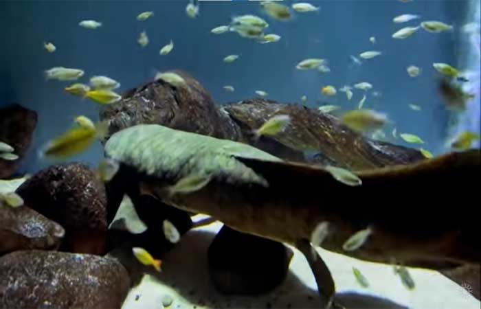 Peixe mais velho do mundo vive em aquário em San Francisco