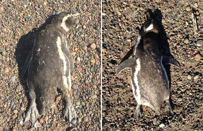 Onda de calor matou 354 pinguins em uma das maiores colônias do mundo