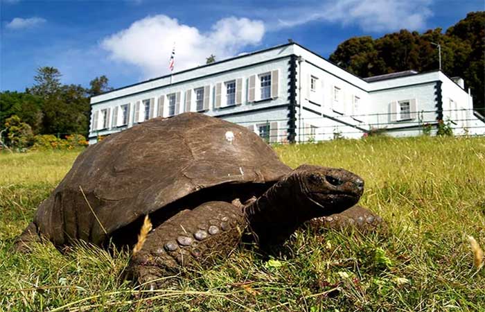Nascido por volta de 1832, tartaruga Jonathan é o animal terrestre mais velho do mundo