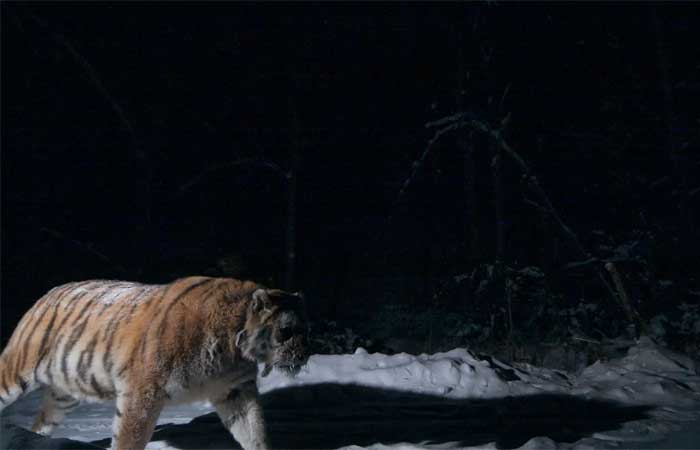 Tigres-siberianos estão sendo caçados à noite para venda de partes de seus corpos