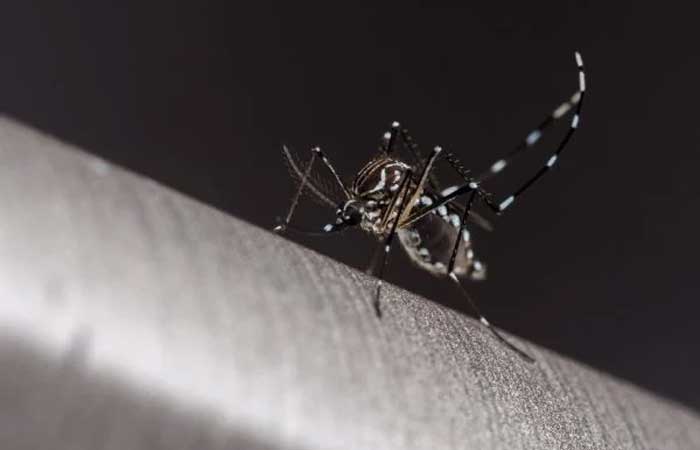 Com a chuva, aumentam casos de dengue e zika. Saiba como se proteger