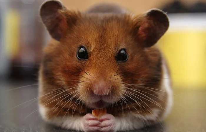 Hamsters deram início a surto de covid-19 em Hong Kong, sugere estudo