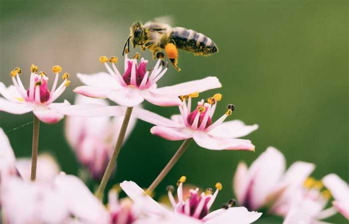 Pequenos jardins urbanos garantem alimentos para abelhas