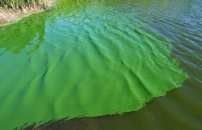 Projeto investiga como transformar CO2 de algas e cianobactérias em bioetanol e plástico verde