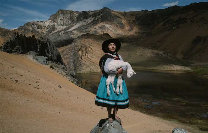 Como salvar as alpacas das mudanças climáticas na altitude peruana