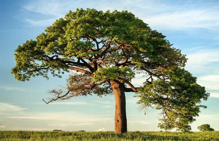 9 mil espécies de árvores ainda podem ser descobertas em todo o planeta