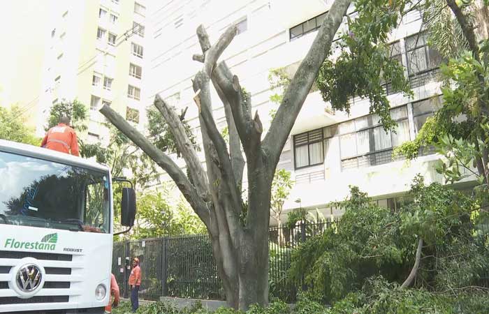Só 7 em cada 10 árvores removidas pela prefeitura de SP recebem mudas no lugar