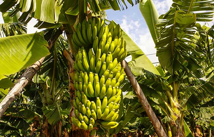 ‘Bananapocalipse’: a banana como a conhecemos está caminhando para a extinção