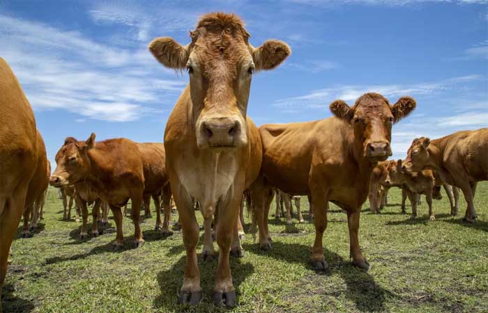 Boi que arrota menos, carne carbono neutro: conheça inovações em busca da proteína animal mais “verde”