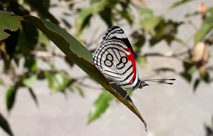 Qual é a borboleta mais bela do mundo? Conheça também a 88!
