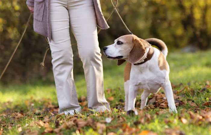Idosos que levam cães para passear têm menos problemas físicos e cognitivos