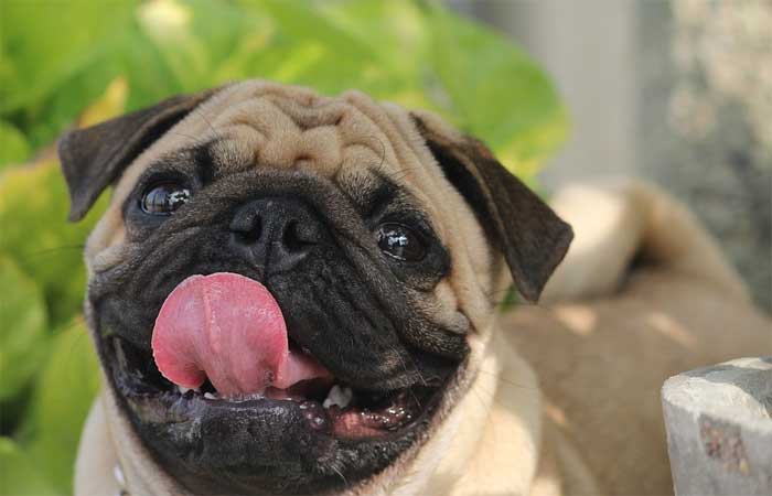 Cientistas confirmam que cães braquicefálicos sofrem profundamente