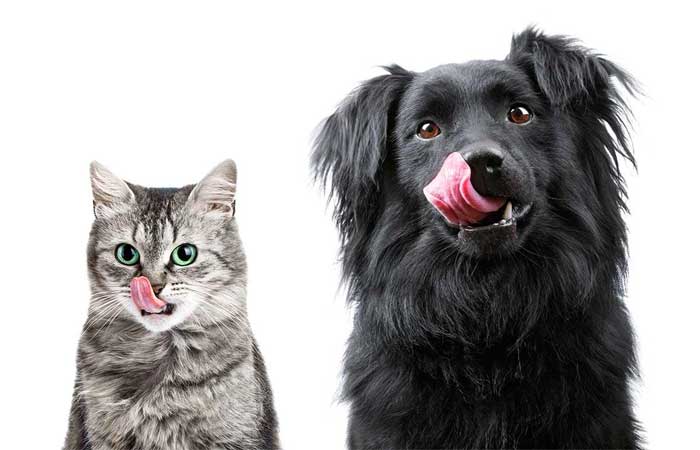 Carne de laboratório pode ser usada em ração de cães e gatos