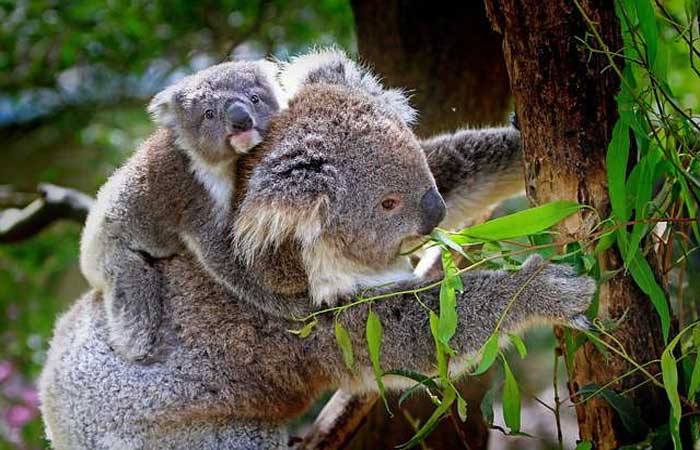 Na Austrália, o coala é uma espécie em vias de extinção