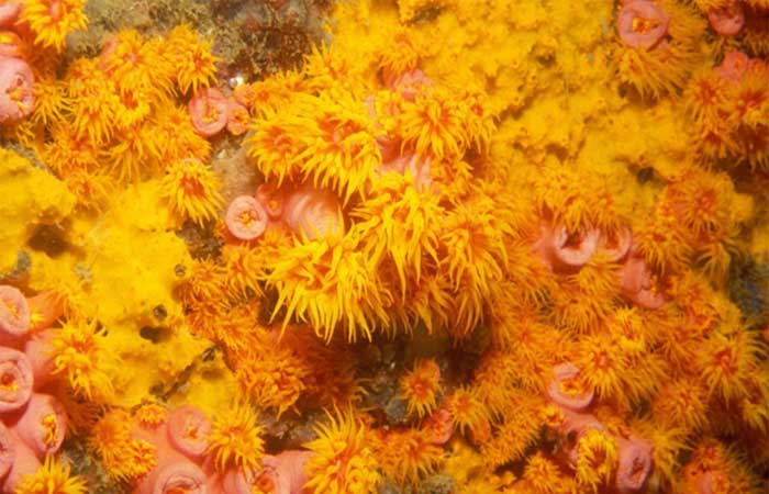 Espécie invasora de coral já é encontrada em três pontos da costa cearense