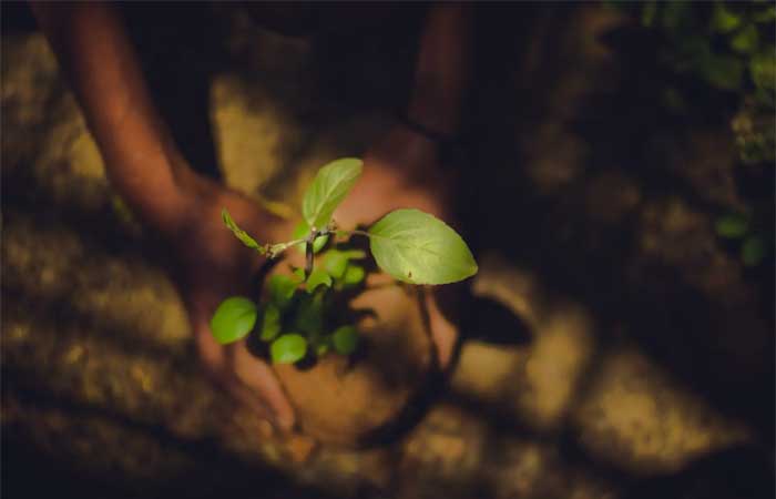 Dieta plant-based pode salvar o mundo, dizem pesquisadores