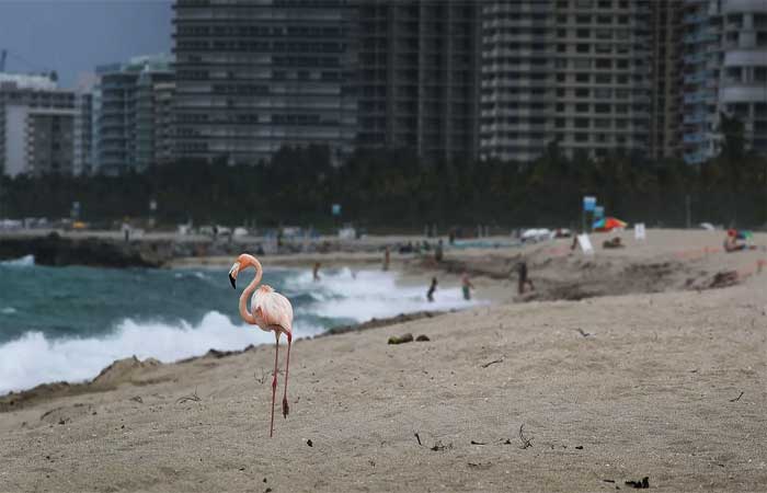 Extintos na Flórida há décadas, flamingos podem voltar a habitar a região