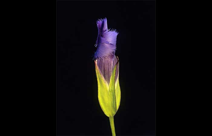 A flor mais tímida do mundo que fecha suas pétalas segundos após ser tocada