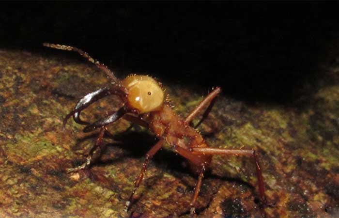 Formigas de correição armazenam presas em meio à trilha como estratégia de coleta