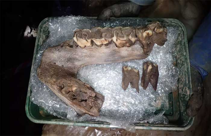 Fósseis de animais da Era do Gelo são encontrados em caverna