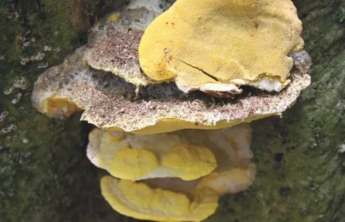 Conheça 10 fatos fascinantes sobre a vida secreta dos fungos