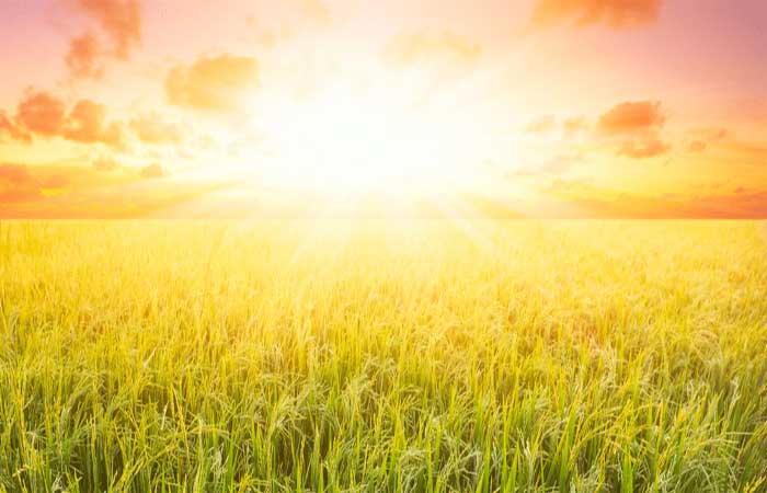 Luz um milhão de vezes mais forte que o Sol produziria um arroz mais saudável?